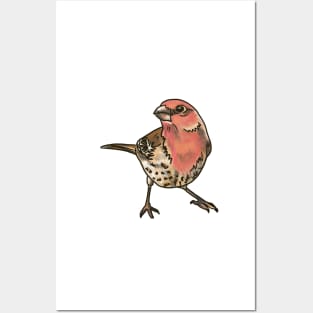 House Finch Posters and Art